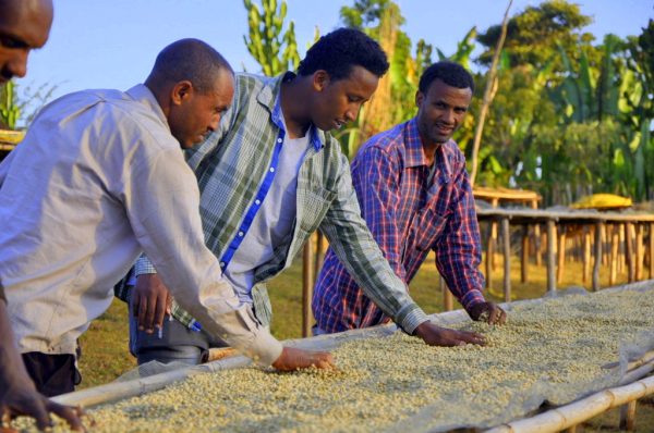 Hand-sorting coffee on the raised drying beds in Sidama