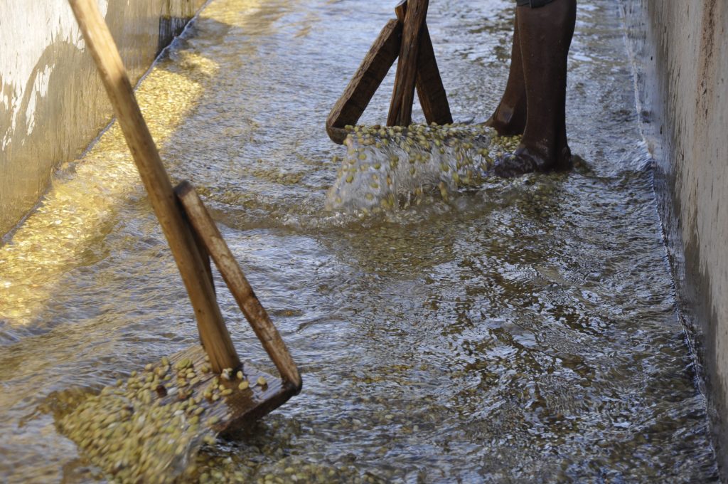 Parchment coffee being washed in a water channel at a Heleph washing station