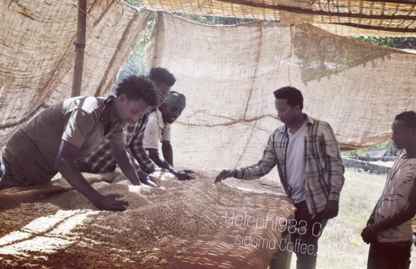 Workers sorting coffee on a shaded drying bed in Sidama