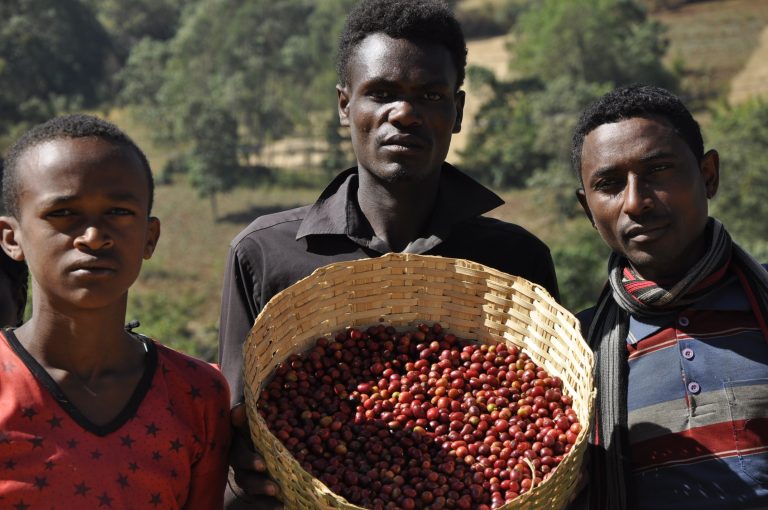 A farmer holding freshly harvested coffee cherries