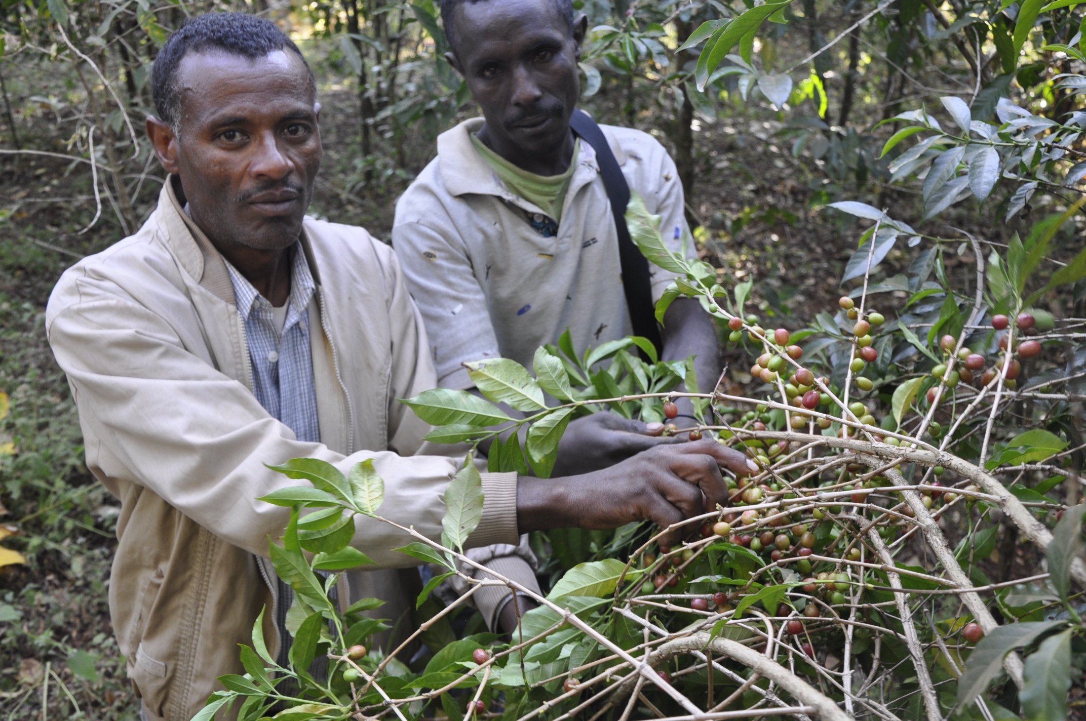 Two farmers examining ripening cherries on a coffee branch