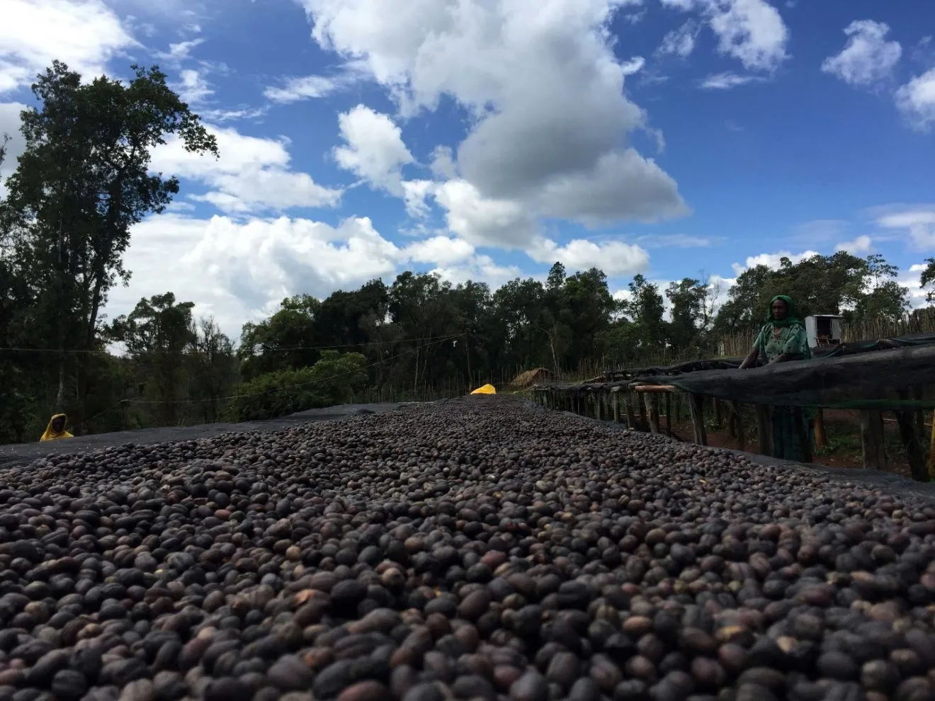 Natural coffee cherries drying on raised beds