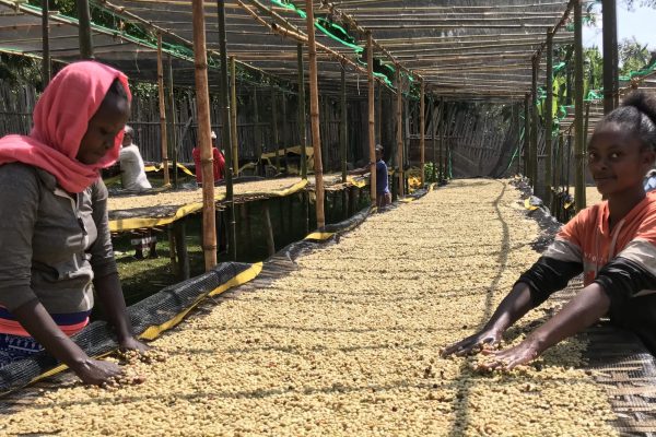A woman sorting coffee on raised drying beds