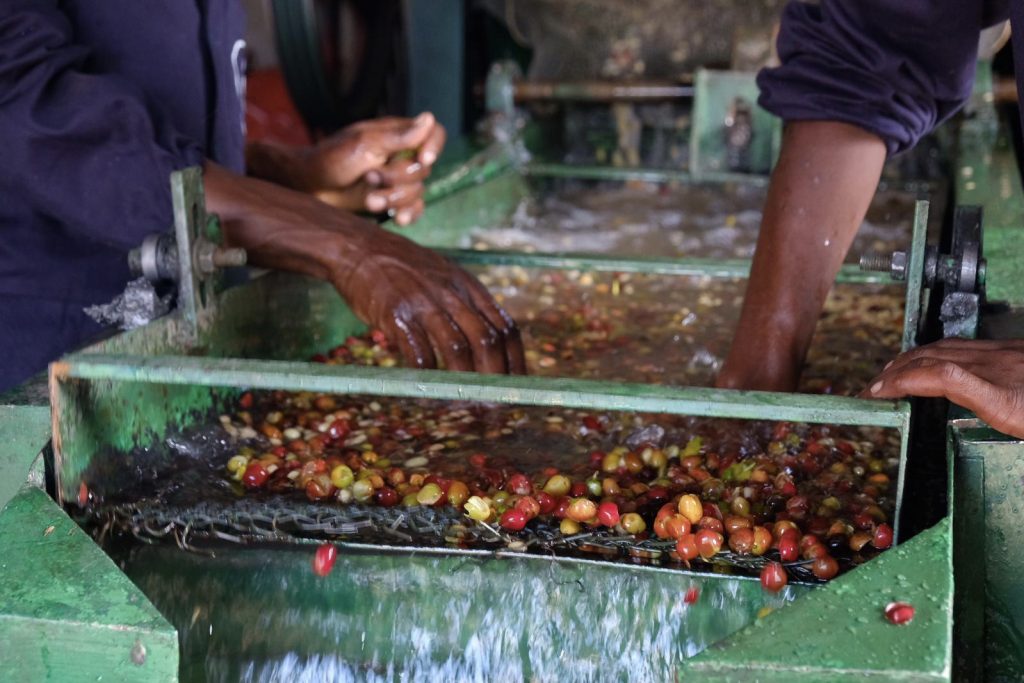 Hands guiding ripe coffee cherries through a water-fed processing machine