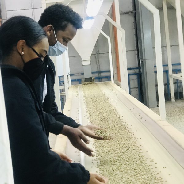 Staff hand-sorting green coffee on a sorting table