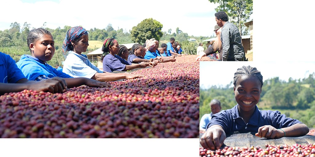 heleph coffee: Ethiopian coffee exporter