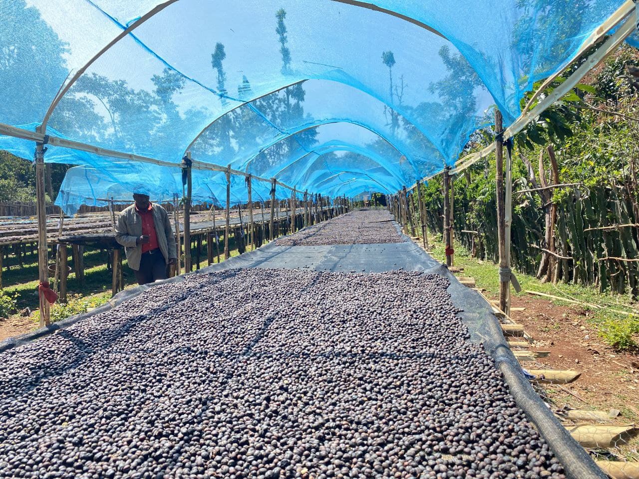 Natural coffee drying on raised beds under blue shade netting