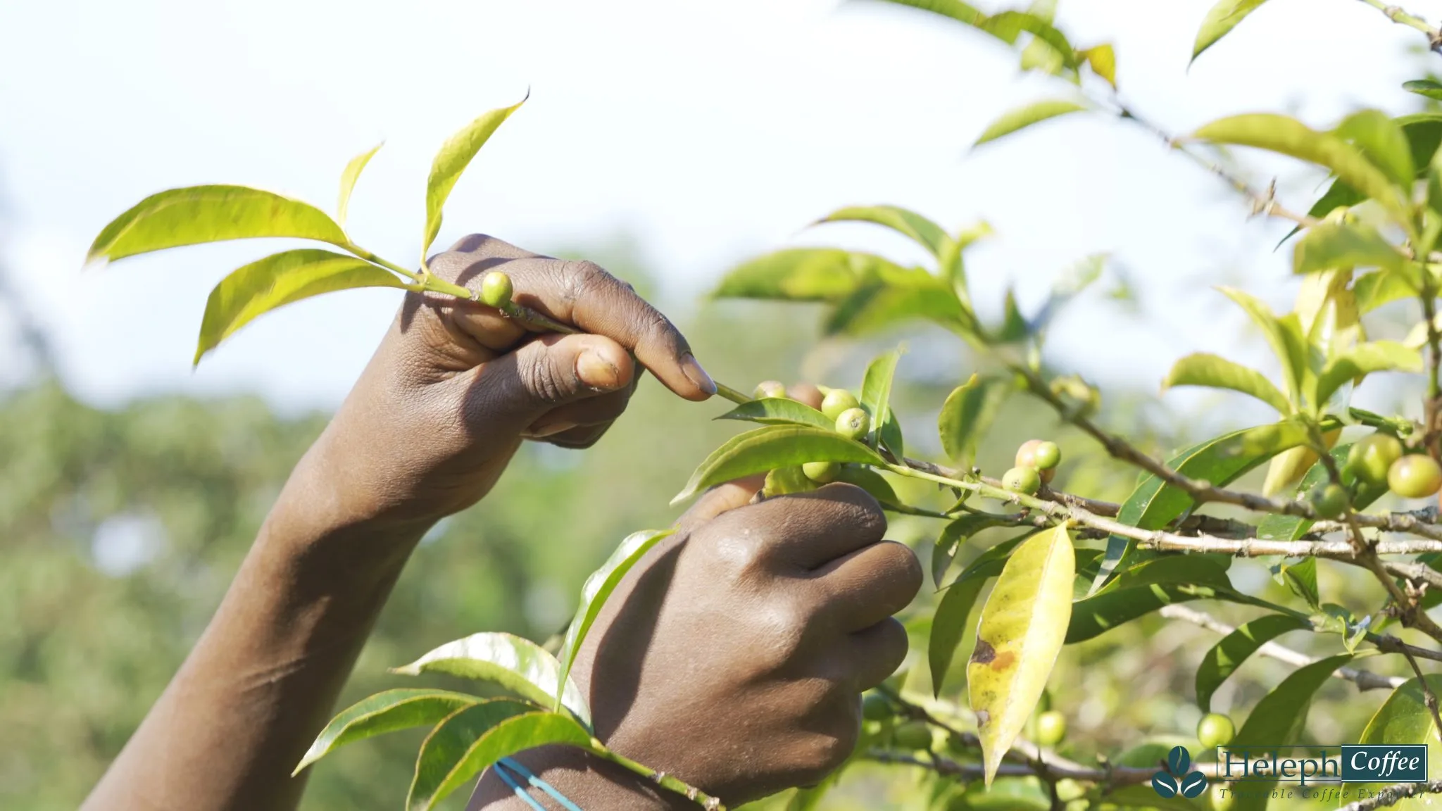 Coffee cherries drying on raised beds during processing