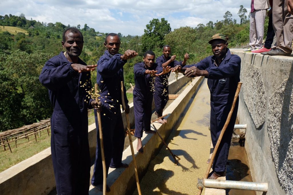 Washing station workers checking parchment coffee in a washing channel