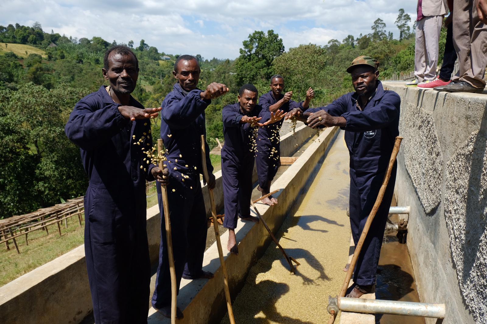 Washing station workers checking parchment coffee in a washing channel