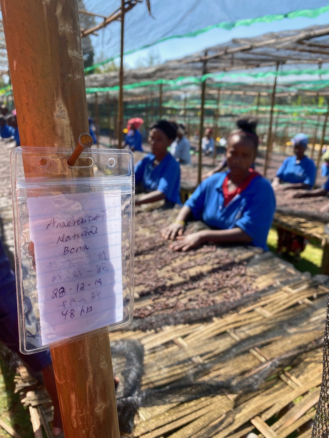 Workers tending coffee on raised drying beds
