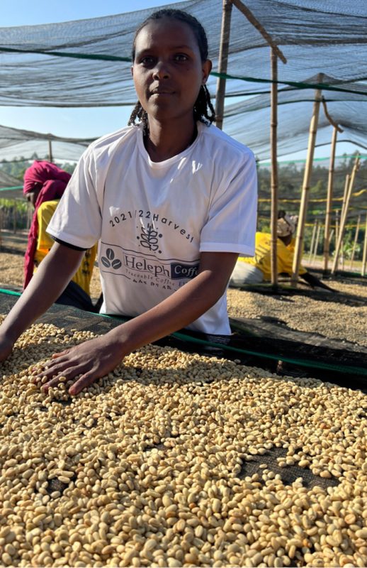 A woman of the Bona Zuria coffee-growing community sorting coffee at the drying beds