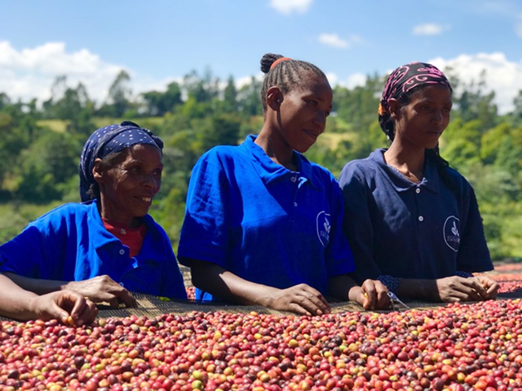 Women in Heleph uniforms sorting red coffee cherries on a raised bed