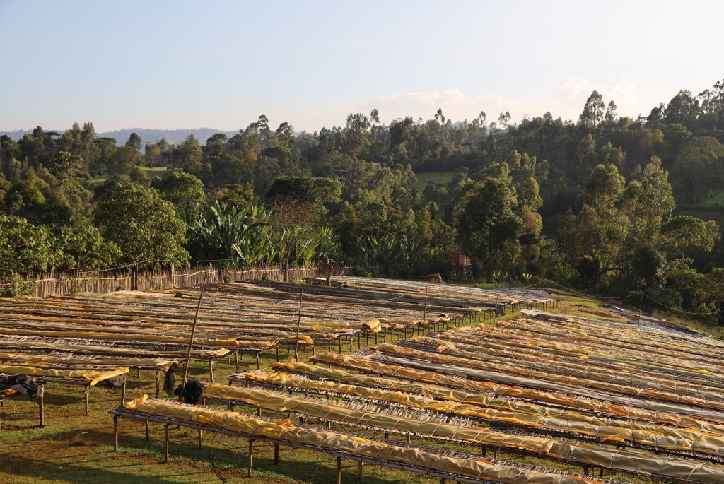 Rows of raised drying beds at a coffee washing station in the forested highlands