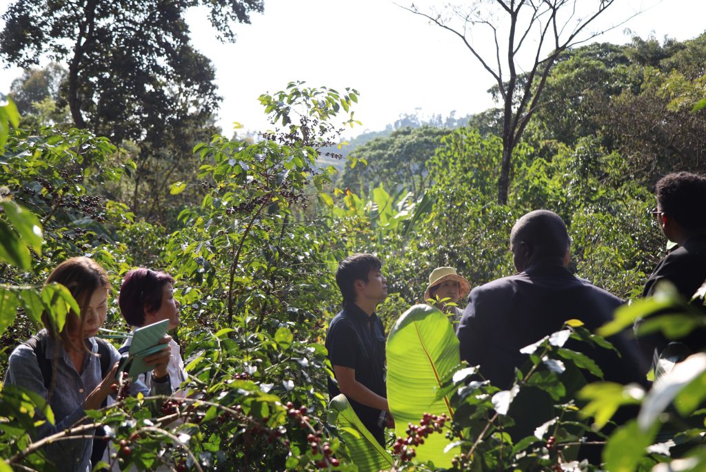 Research and development team walking through a shaded coffee forest, one holding a tablet