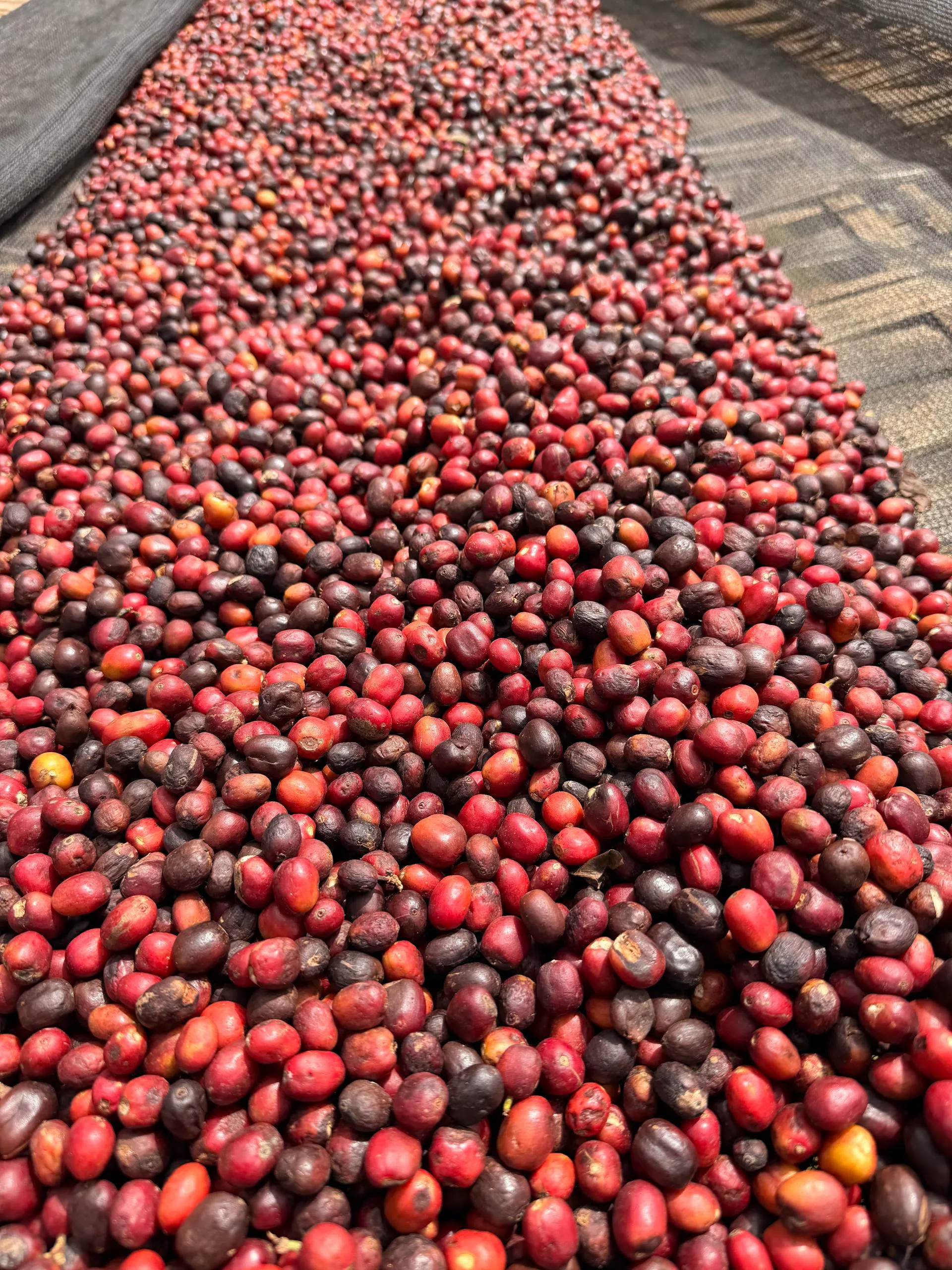Honey-process coffee cherries drying on raised beds at a Heleph-owned washing station