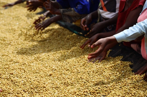 Ayele Tulu fully washed coffee, Sidama