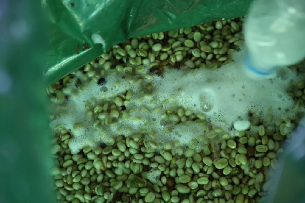 Coffee fermenting in a sealed bag during anaerobic processing