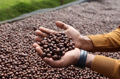 Bochesha Maleko forest-grown washed coffee, Sidama