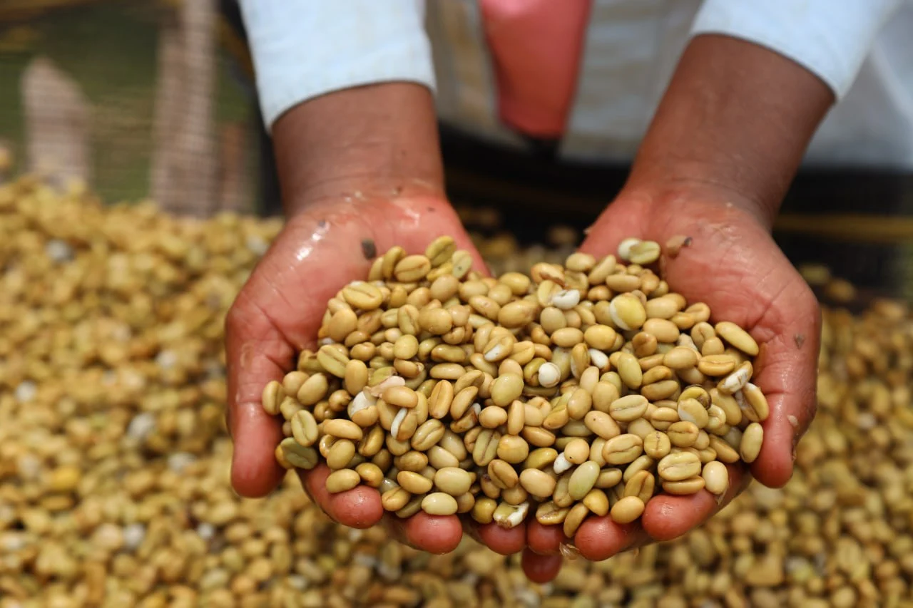 Bona Zuria honey-process coffee, Sidama