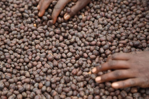 Bona Zuria natural-process coffee, Sidama