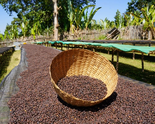 Demeka Becha high-elevation coffee landscape in Guji Zone, Ethiopia