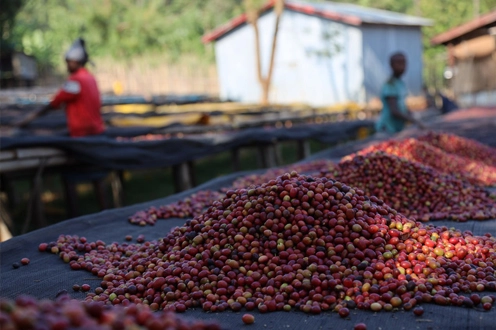 Gowacho high-altitude washed coffee, Sidama