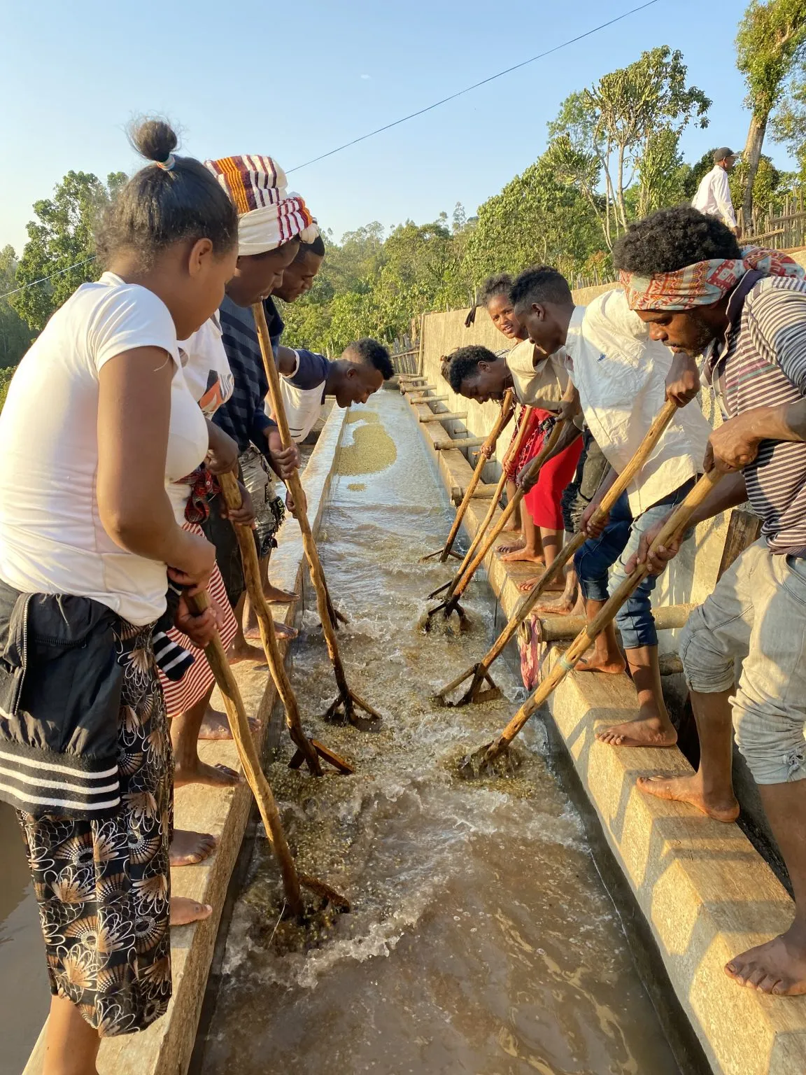 Ayele Tulu fully washed coffee, Sidama