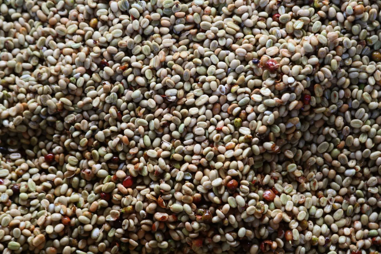 Close-up of freshly pulped Ethiopian parchment coffee during wet processing at harvest time