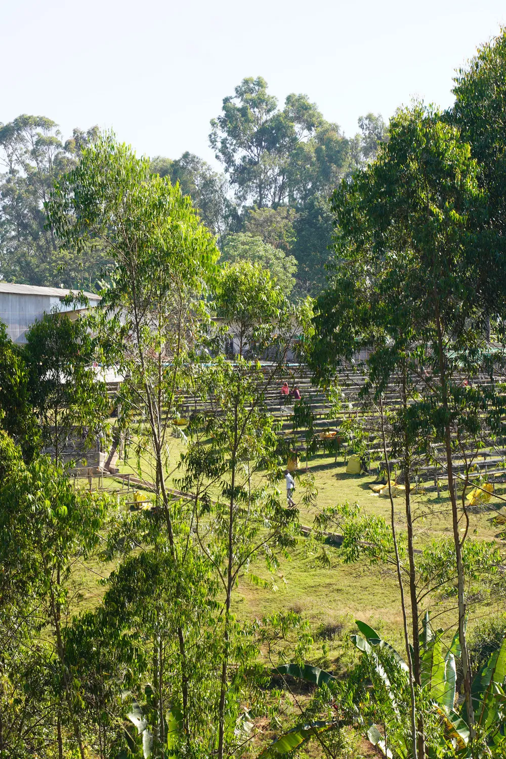 Raised drying beds at the Ayele Tulu dry station