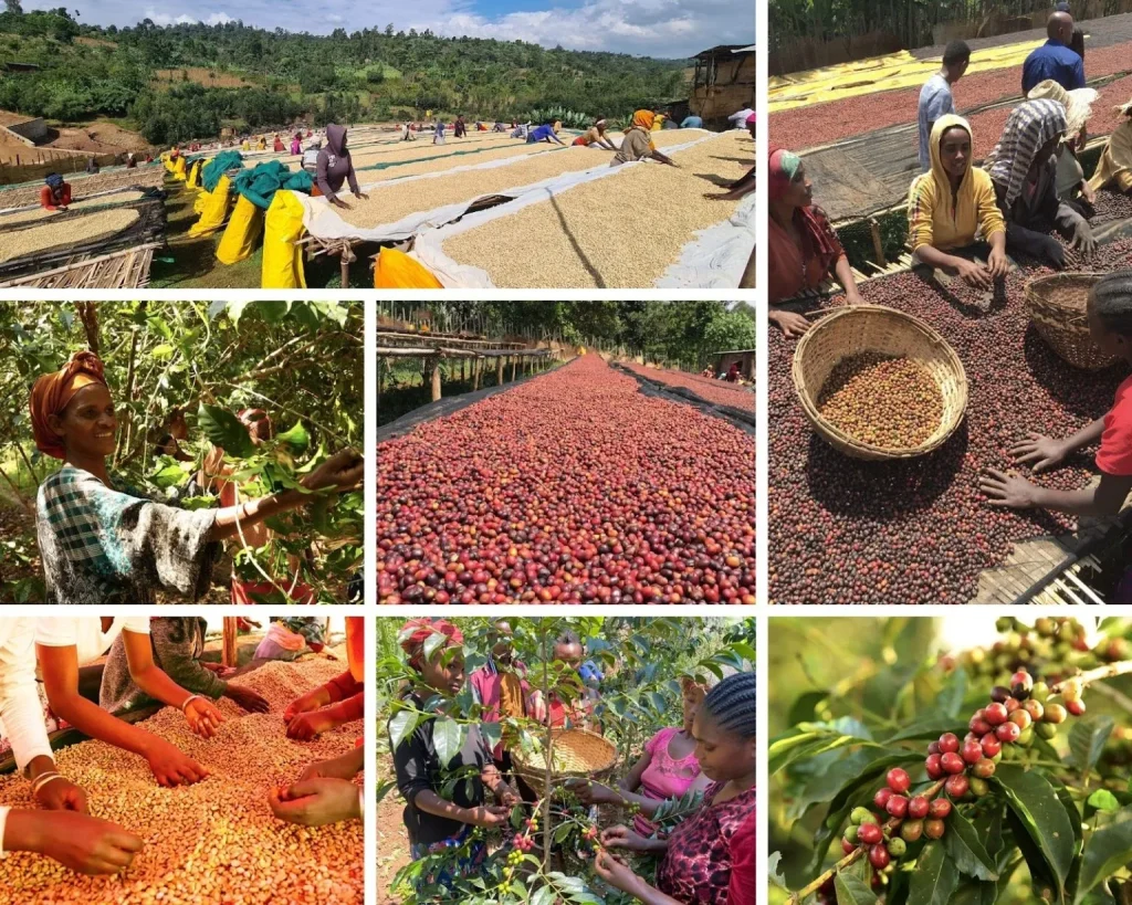 Collage: hillside drying beds, women picking and sorting red coffee cherries, hands turning parchment coffee, and ripe cherries on the branch