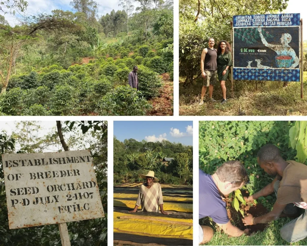 Collage: a farmer among forest coffee shrubs, guests beside a forest coffee signboard, a breeder seed orchard sign, a farmer at the drying beds, and a guest planting a coffee seedling with a farmer