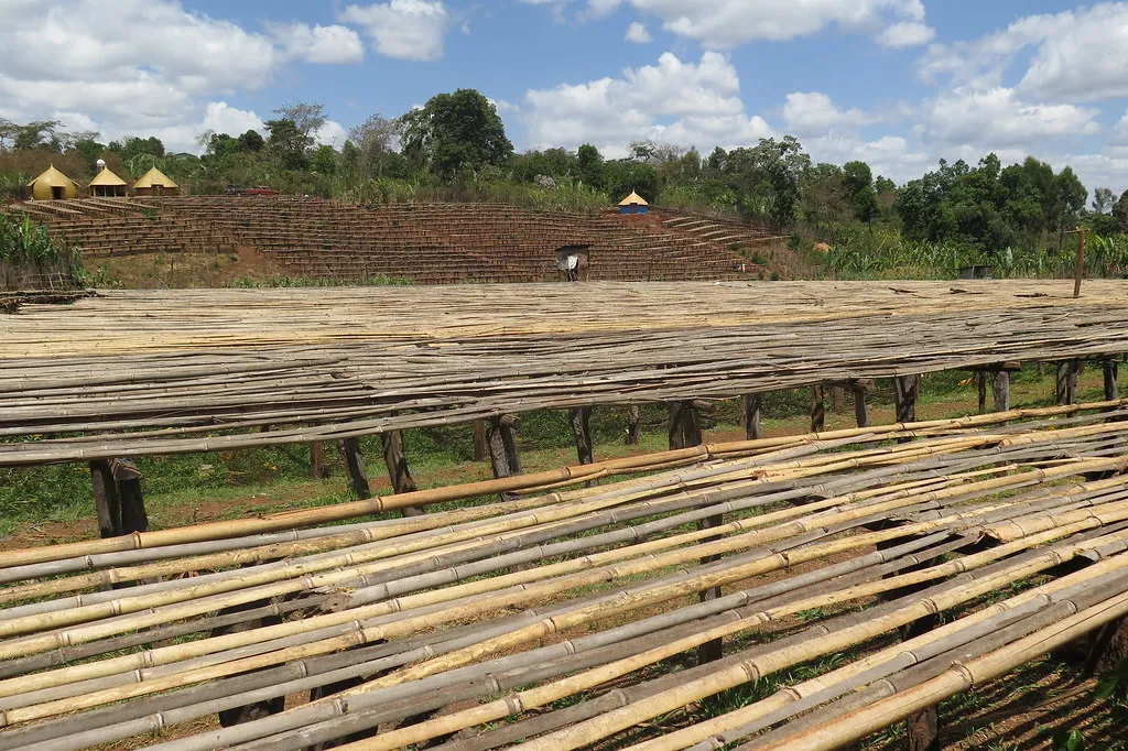 Heleph Coffee farmer training and community support