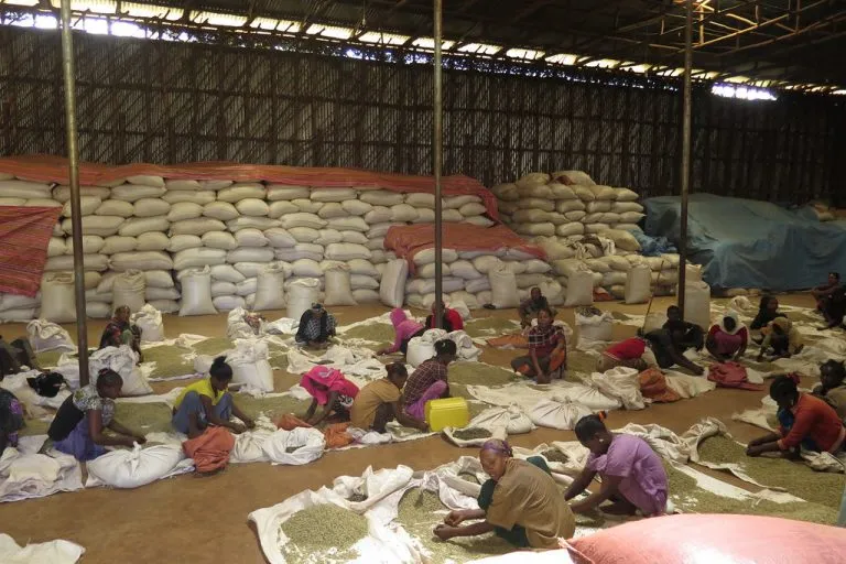 Workers hand-sorting Ethiopian green coffee beside sacks in a Heleph Coffee warehouse