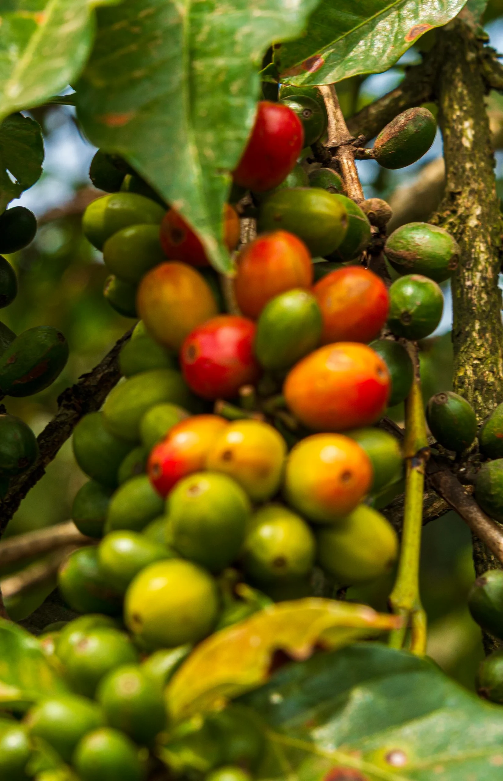 Ripe red Arabica coffee cherries on the branch