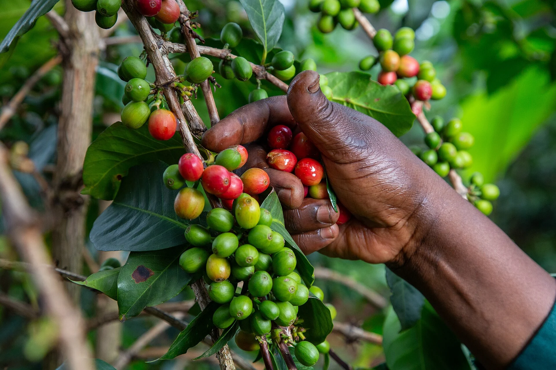 Farmer hand-picking ripe red coffee cherries