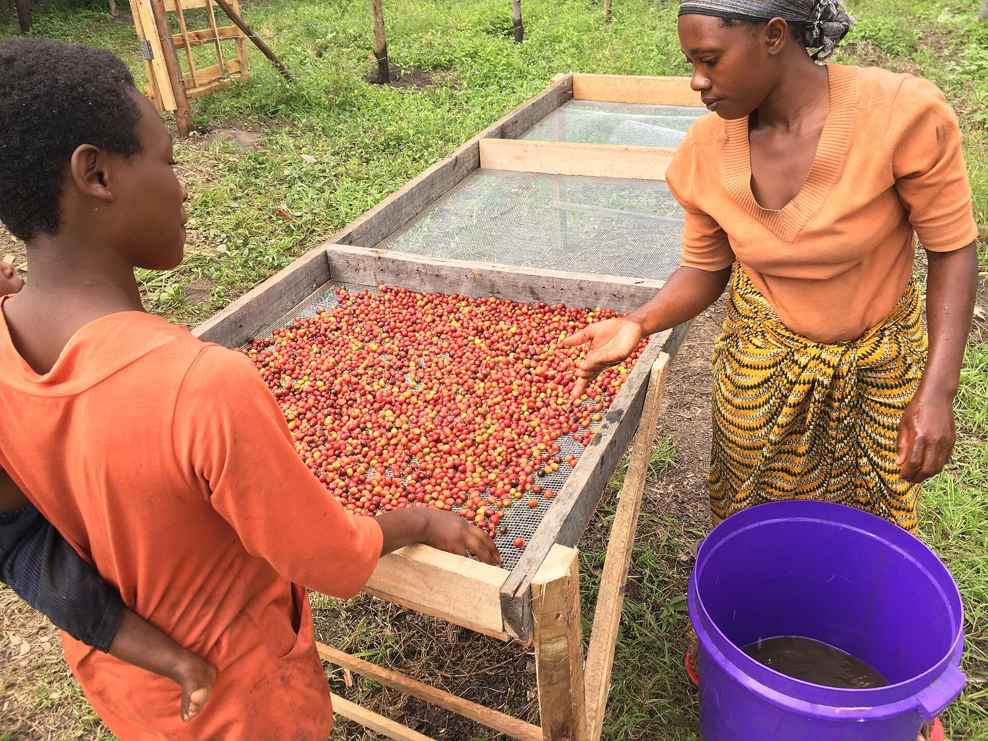 Coffee cherries being spread on a raised drying bed