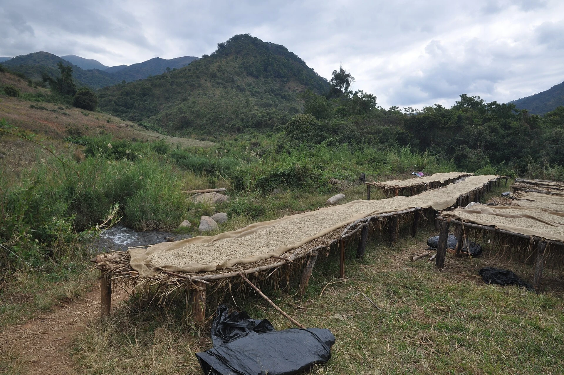 Coffee drying on raised beds