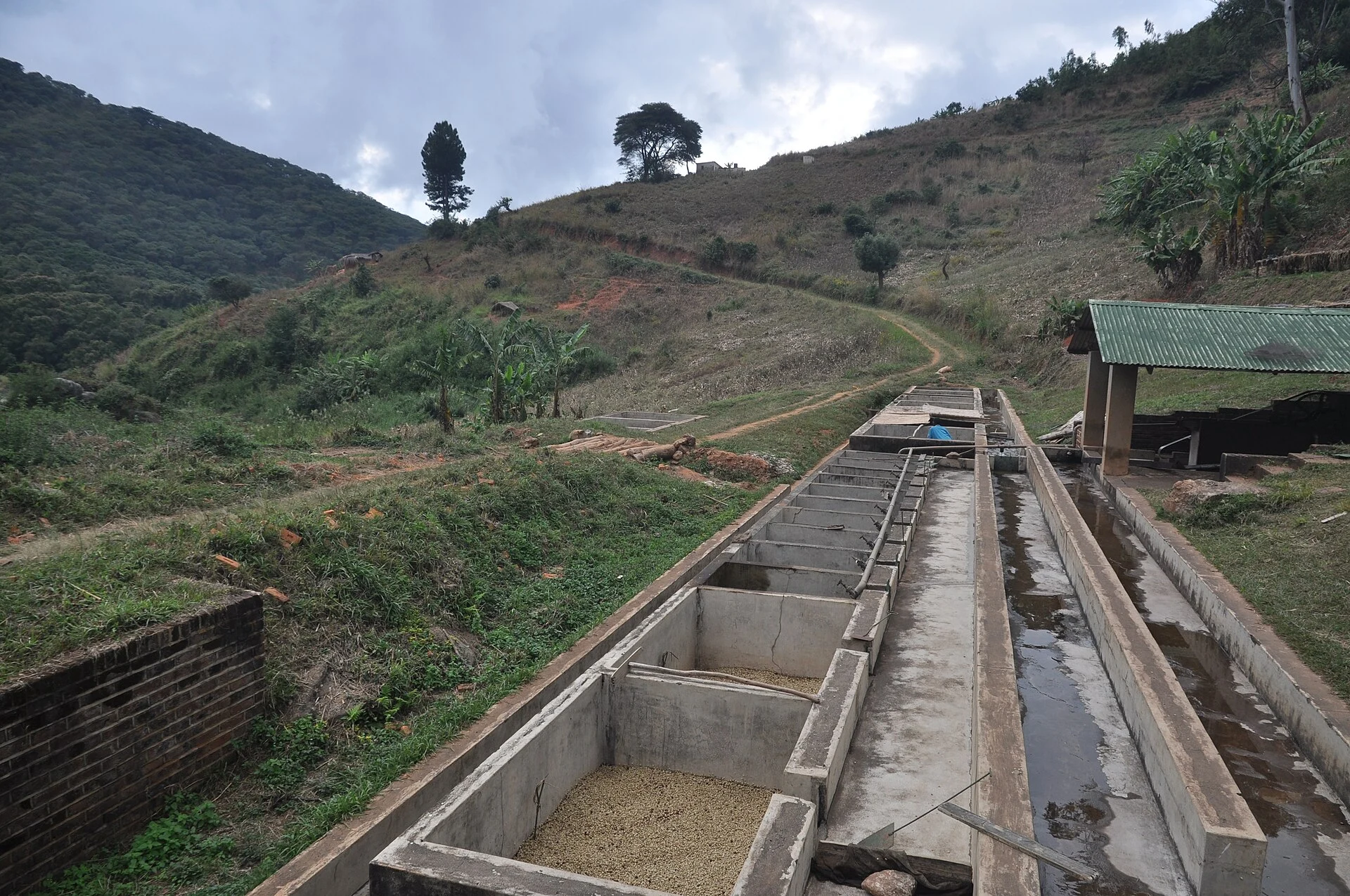 Washing and separating basins at a coffee processing station