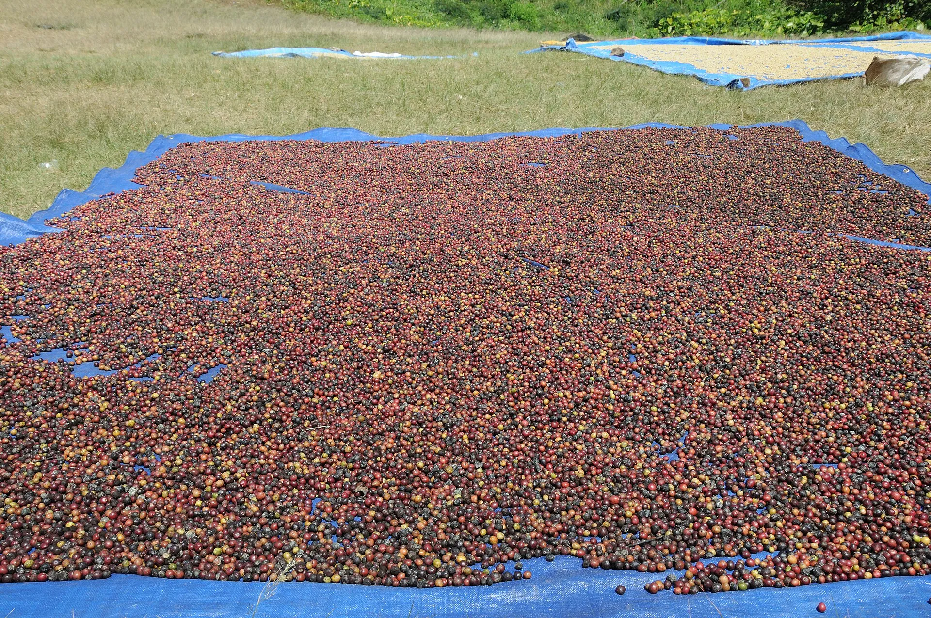 Coffee cherries drying on netted racks