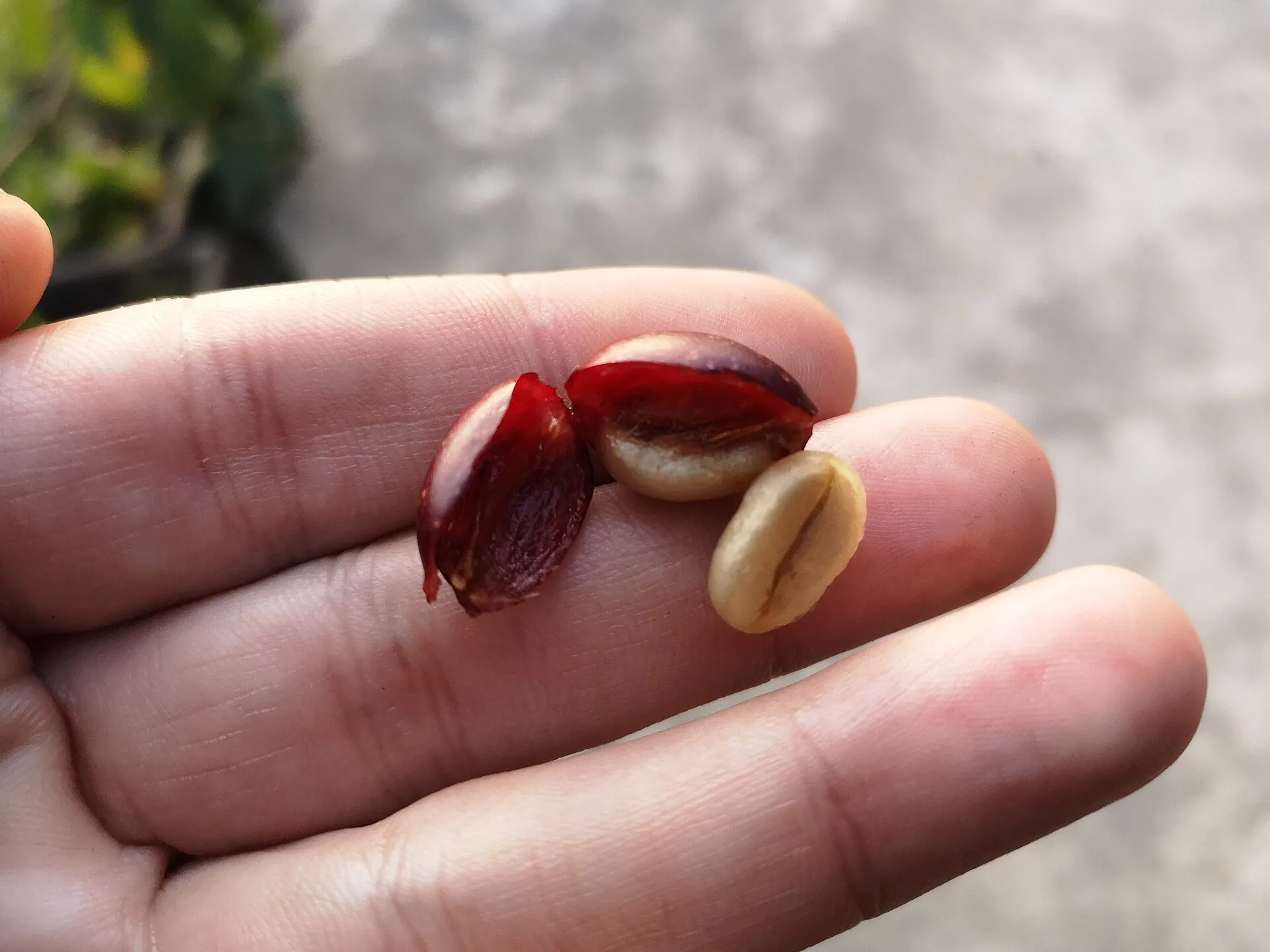 Close-up of an opened coffee cherry showing the two green beans