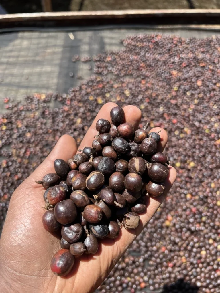 Hand holding dried natural coffee cherries