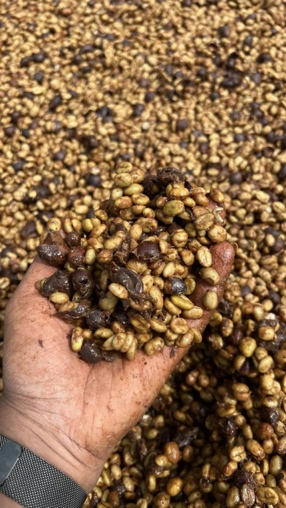 Hand holding honey-processed coffee parchment