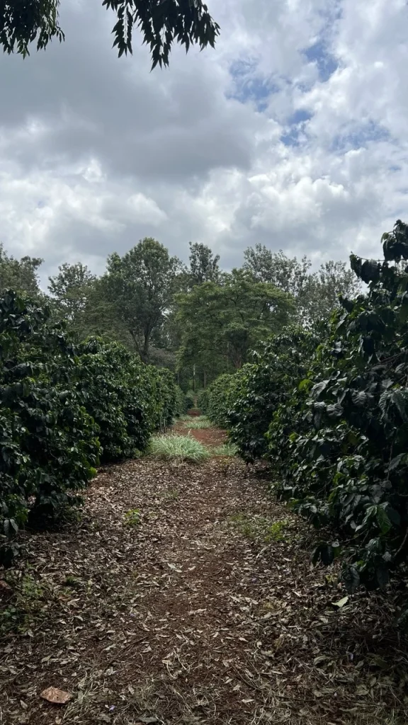 Path between coffee tree rows on the farm