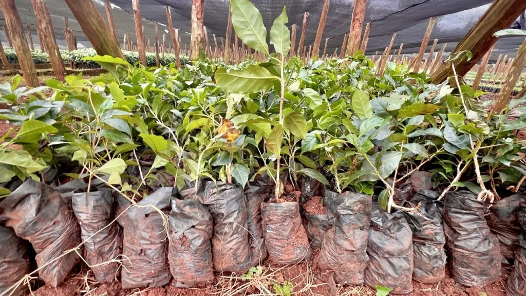 Coffee seedlings in polybags at the Heleph nursery