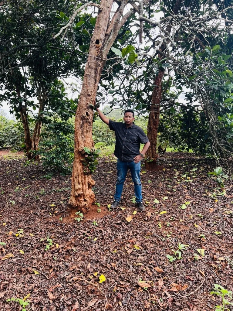 Shade trees in the coffee forest