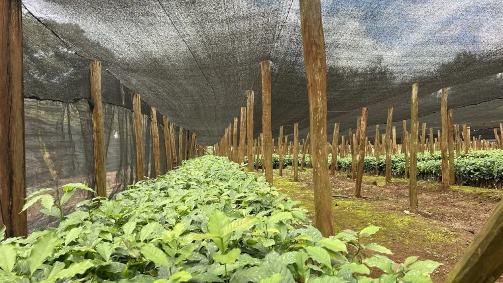 Rows of coffee seedlings under shade net