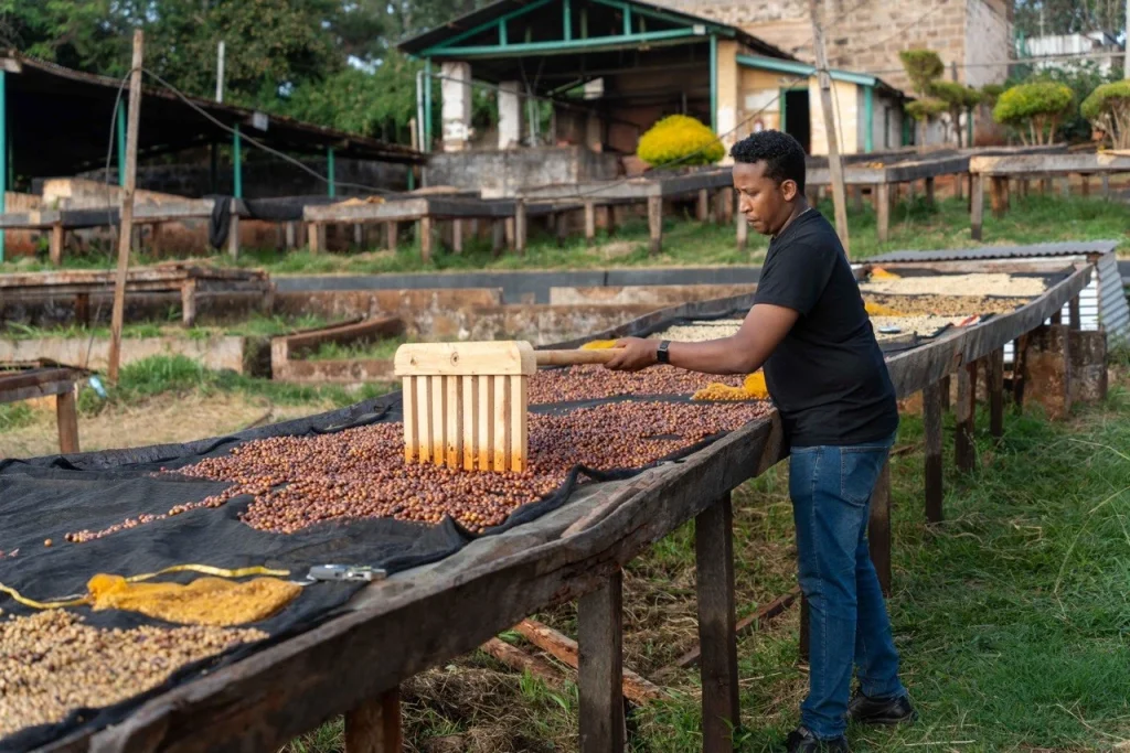 Raking coffee on raised African drying beds
