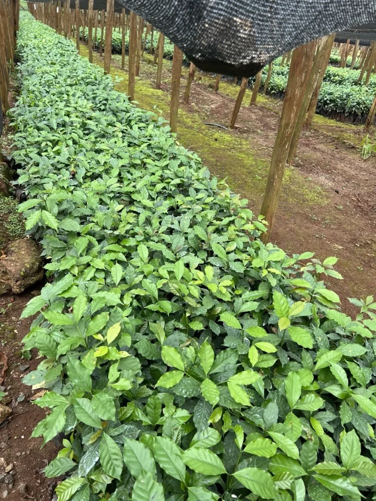 Dense coffee seedling beds in the nursery