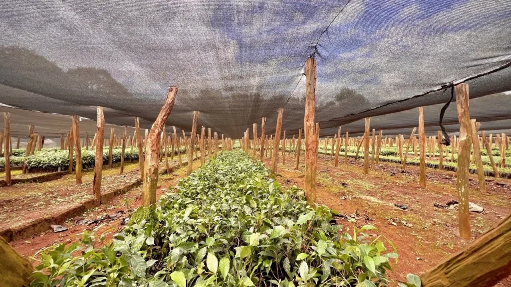 Shade-net coffee nursery overview